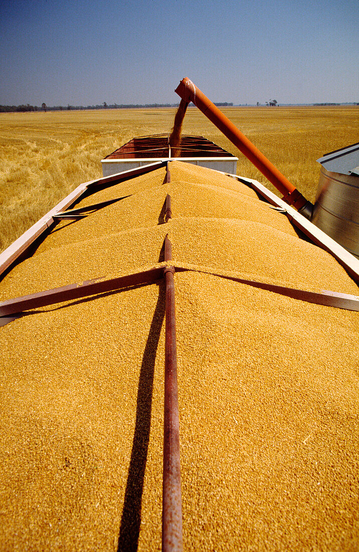 Weizenernte, Abladen von der Erntemaschine auf den LKW