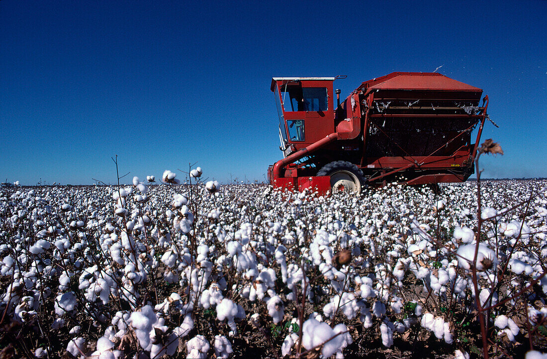 Cotton Harvesting