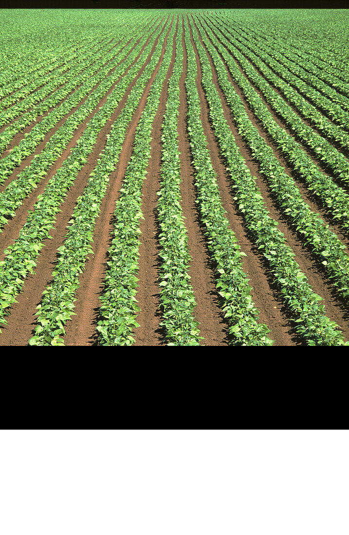 Market Garden, String Beans