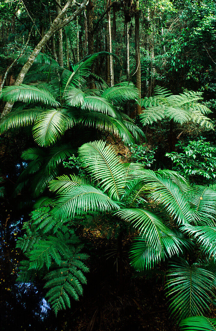 Rainforest, Palms