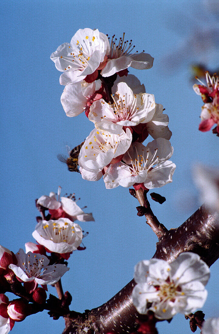 Apricot Blossom, Spring