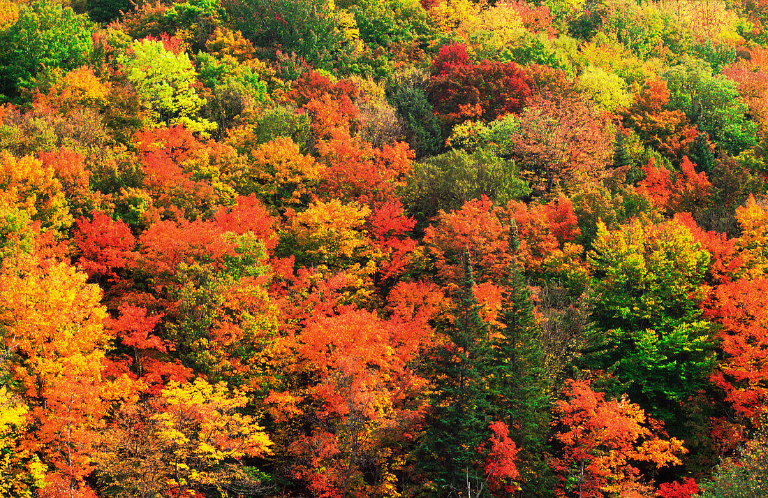 Autumn, Fall, Trees Changing Colour, Forest, USA