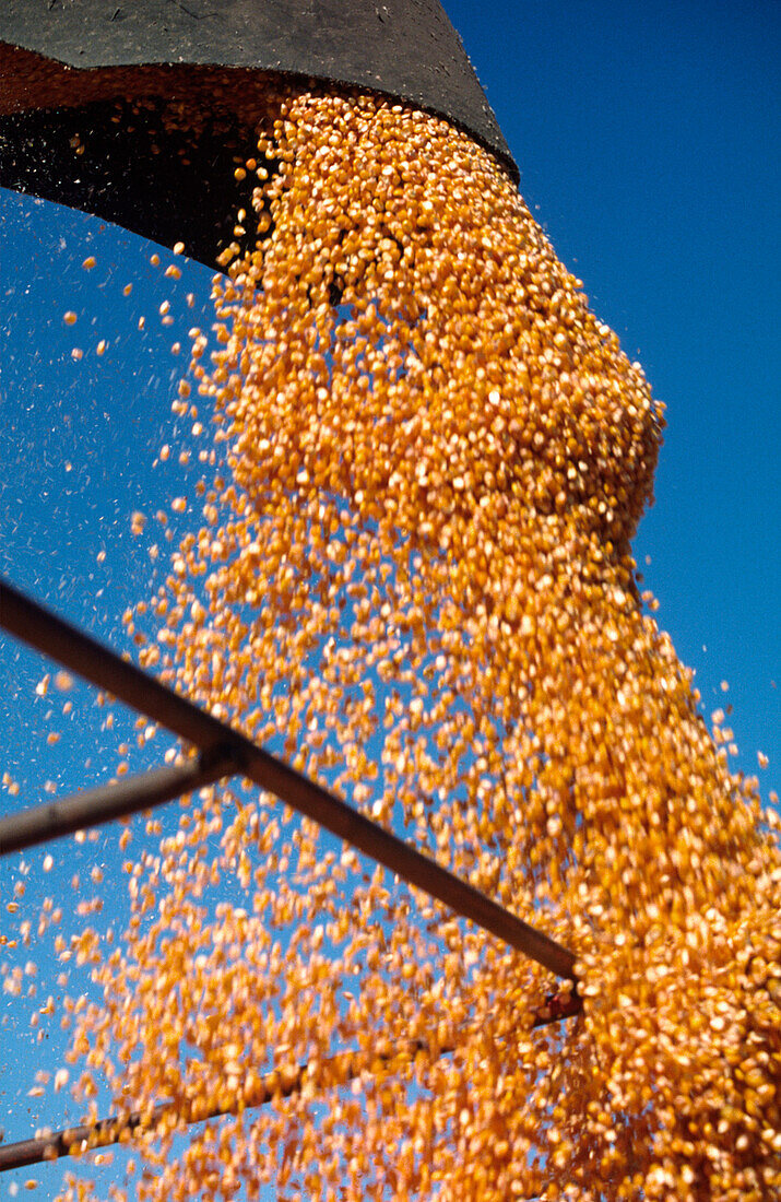 Unloading Corn