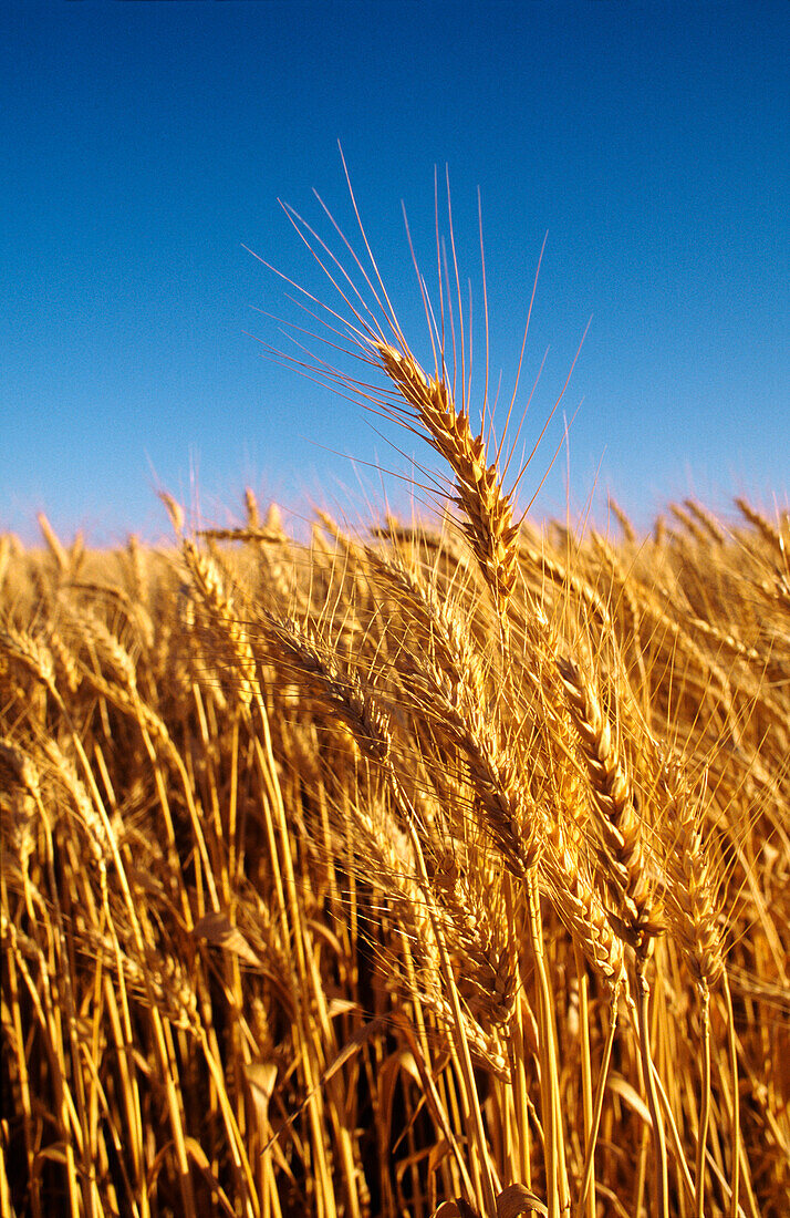 Wheat Crop