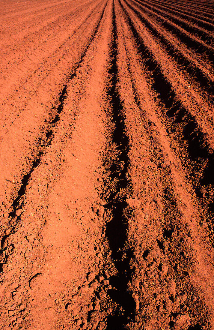 Ploughed Field, Close-up