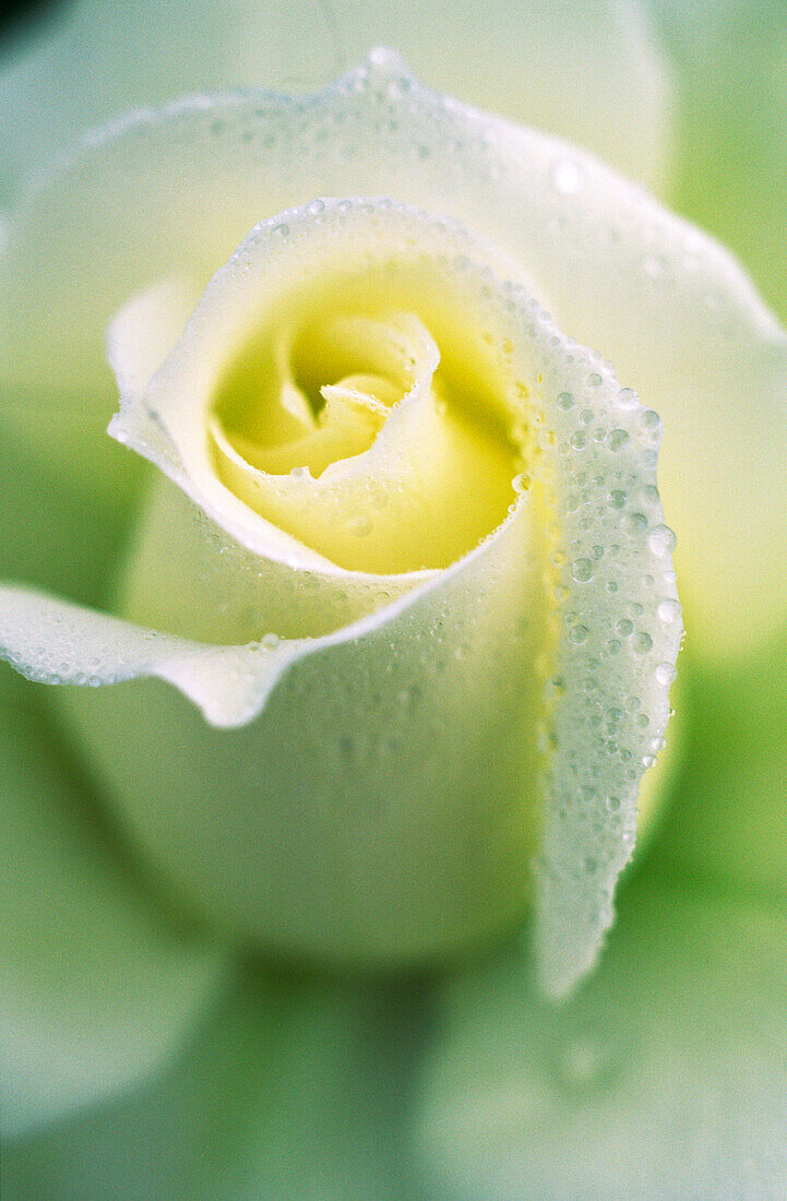 Weiße Rose, Nahaufnahme
