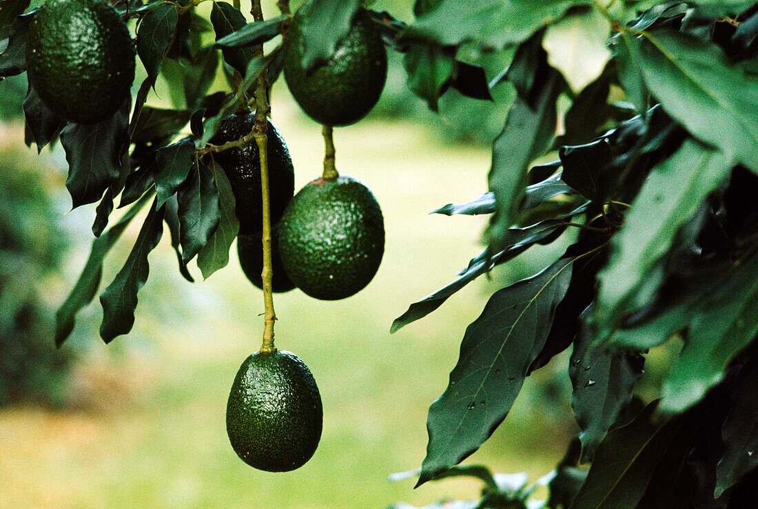 Avocado Orchard