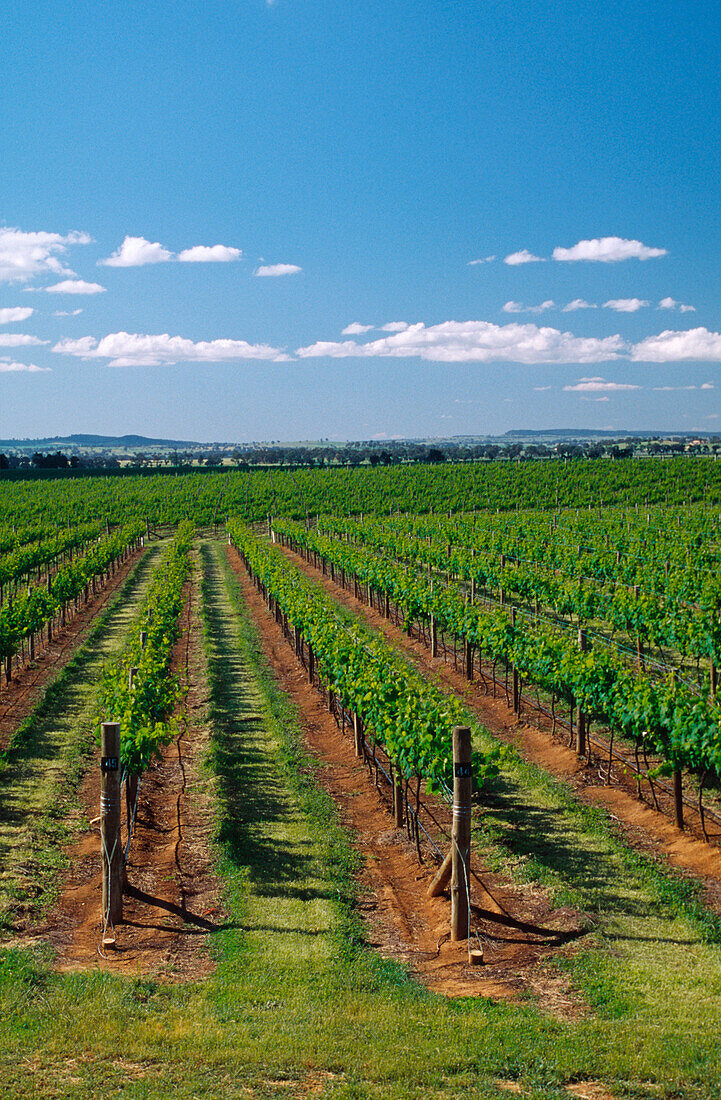 Weinberg, Weinreben, Mudgee, Australien