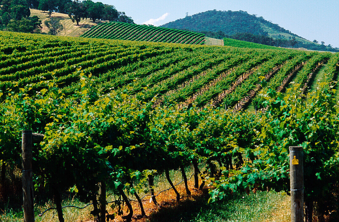 Vineyard, Grape Vines, Yarra Valley, Australia