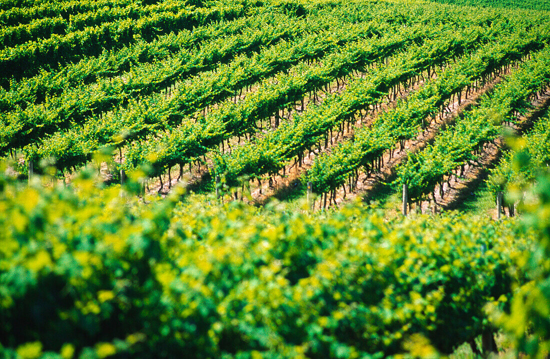 Vineyard, Grape Vines, Yarra Valley, Australia