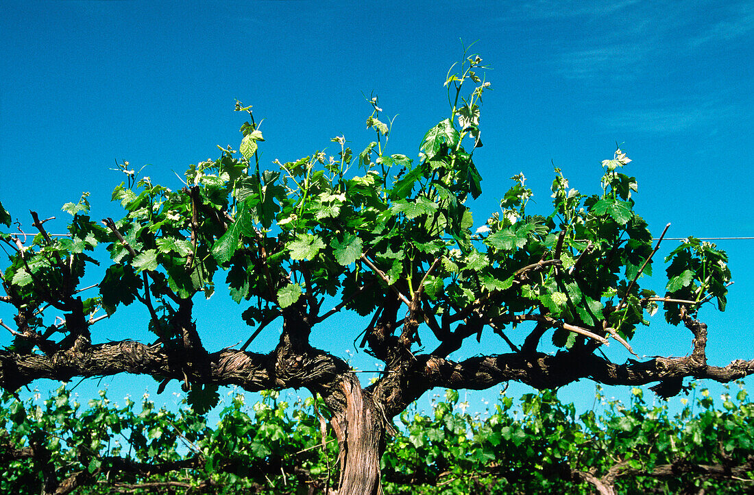 Vineyard, Close-up of Grape Vine, Mudgee, Australia