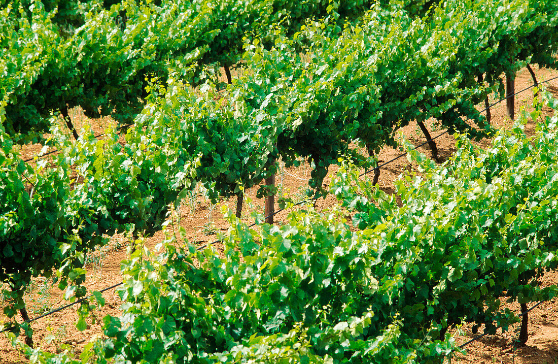 Vineyard, Grape Vines, Australia