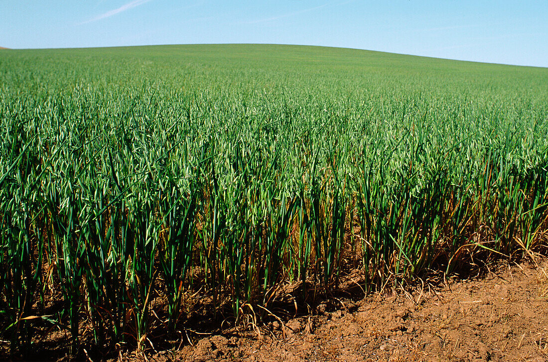 Green Oats Crop, Australia