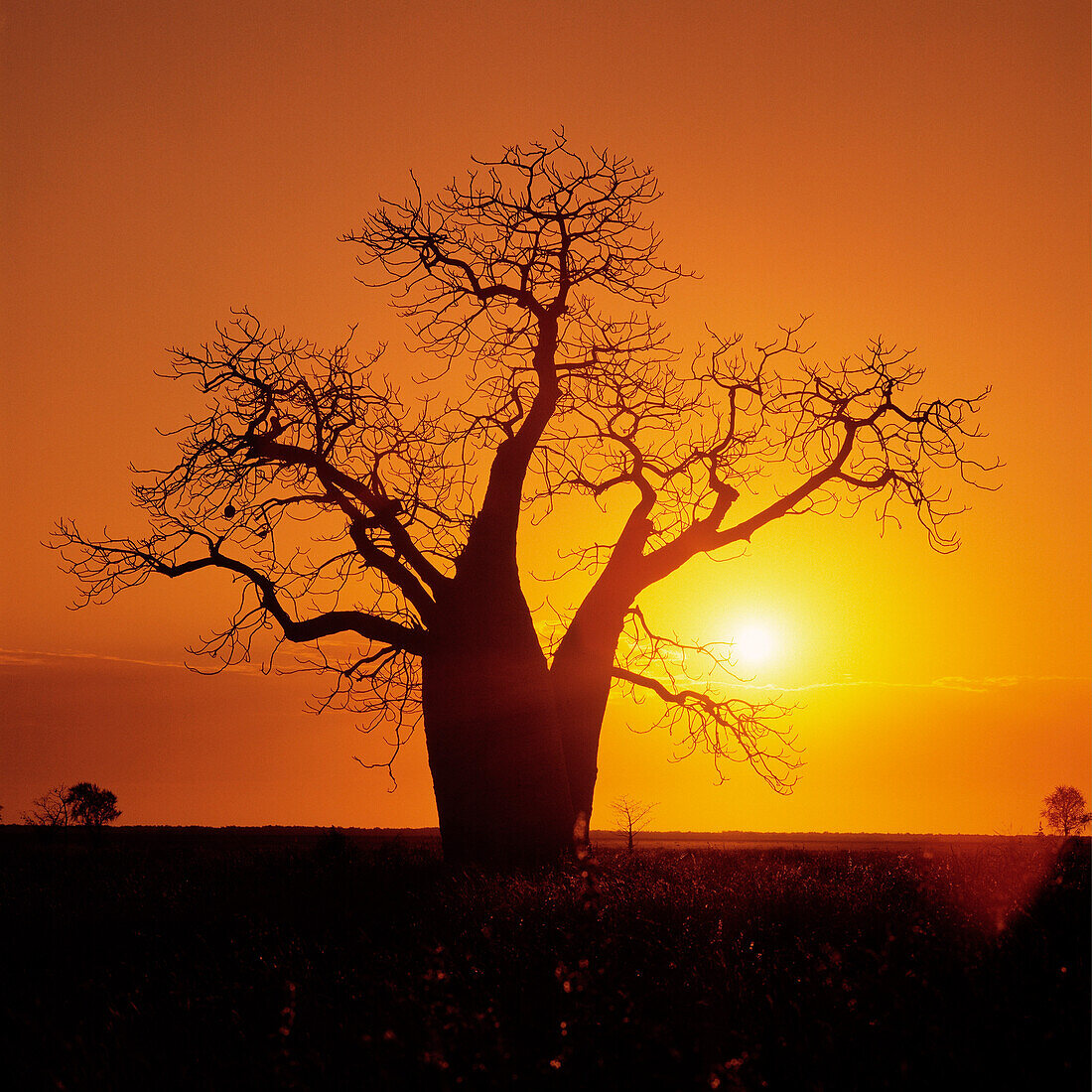 Boab Baum, Sonnenuntergang Silhouette, Kimberley Region, Australien