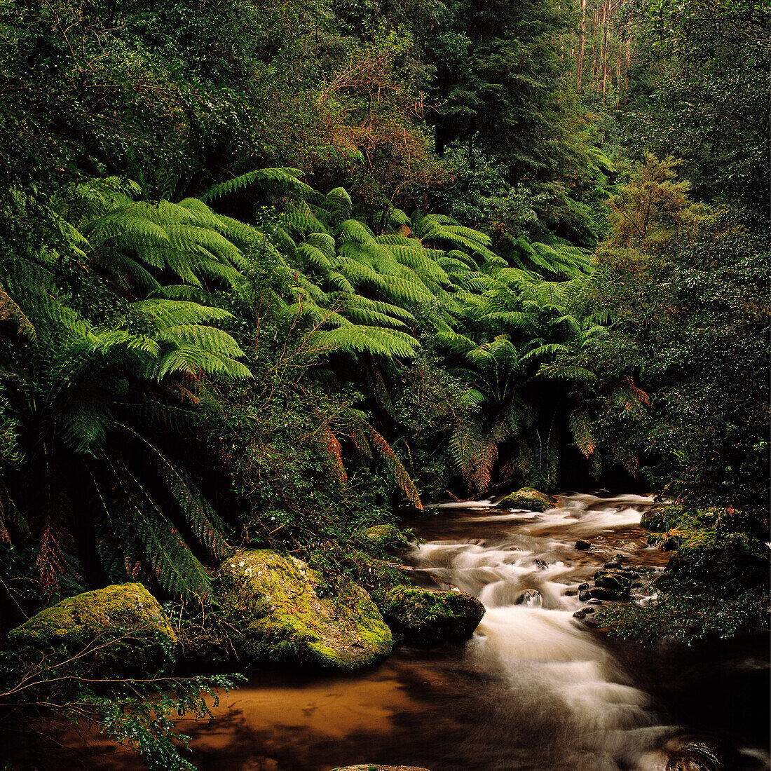 Rainforest, Ferns, River