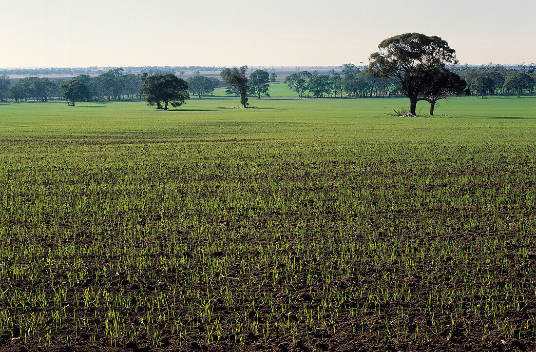 Wheat Crop Sprouting