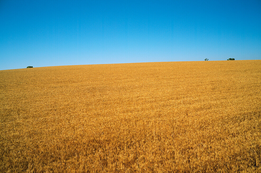 Erntefertige Weizenernte, Australien