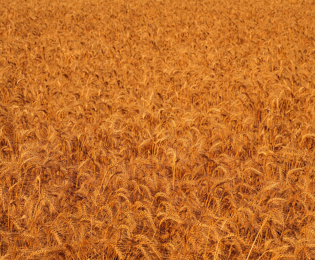 Wheat Crop Ready for Harvest, Close-up, Australia