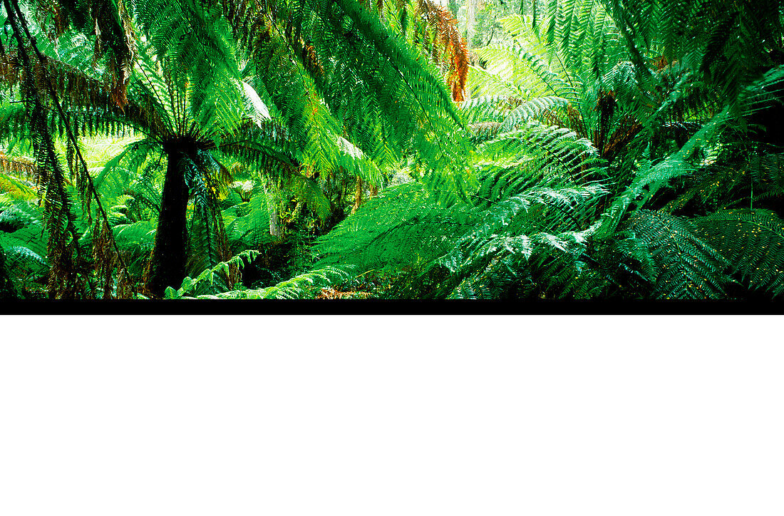 Temperate Rainforest, Otway National Park, Australia