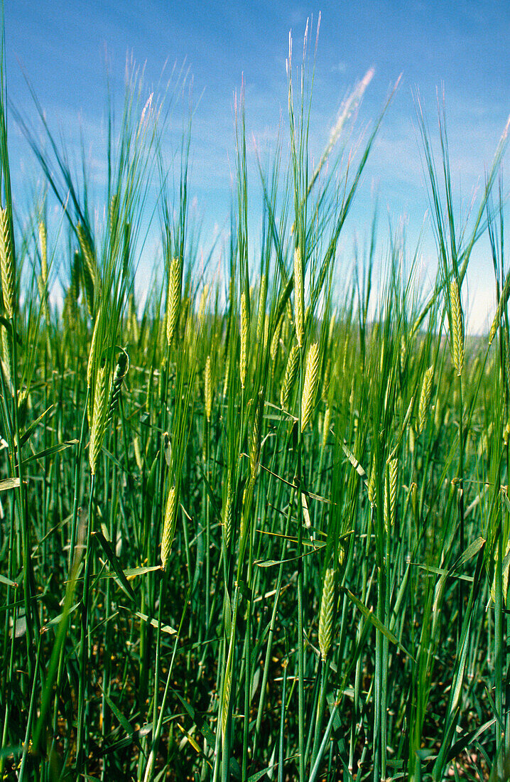 Wheat, Victoria, Australia