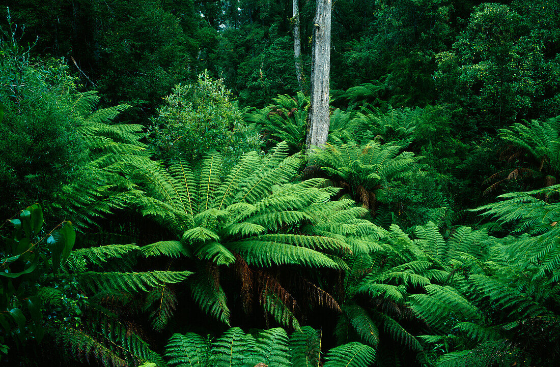 Farne, Otway National Park, Victoria, Australien