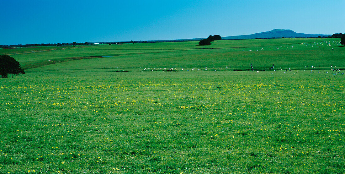 Grüne Felder, Victoria, Australien