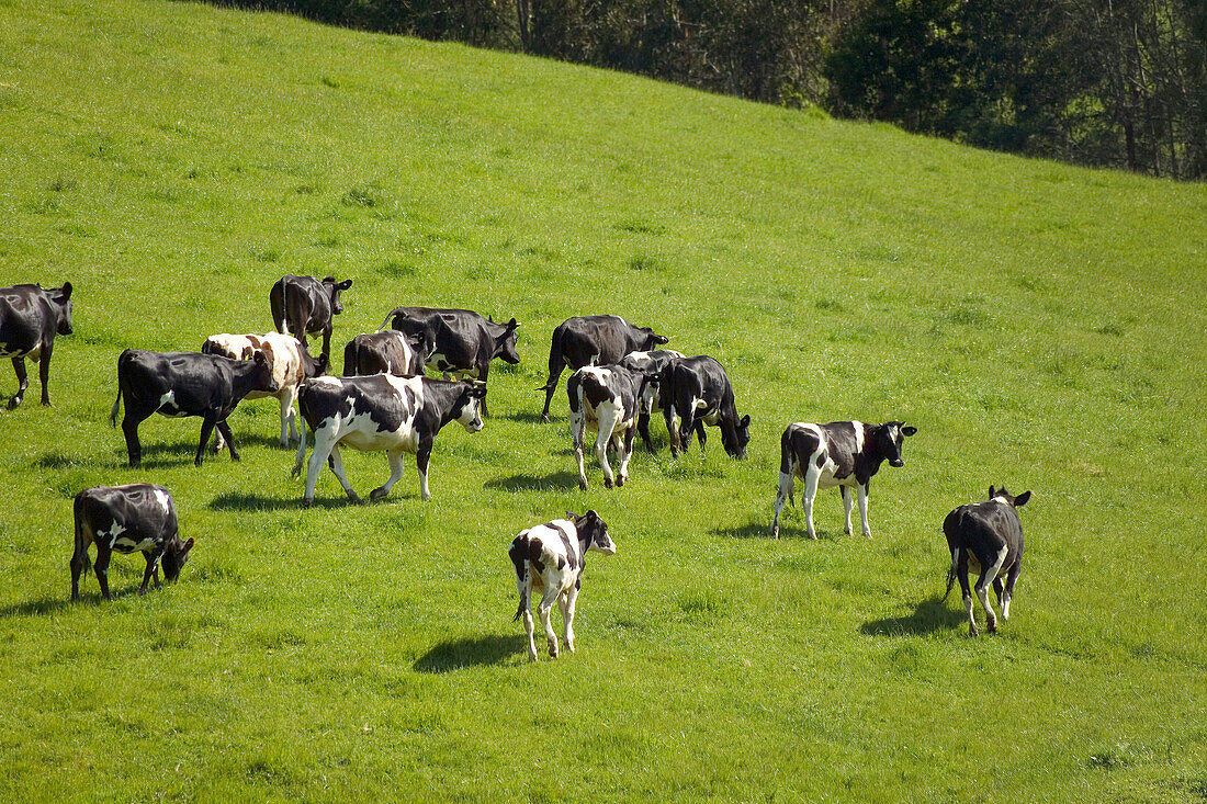 Weidende Milchkühe