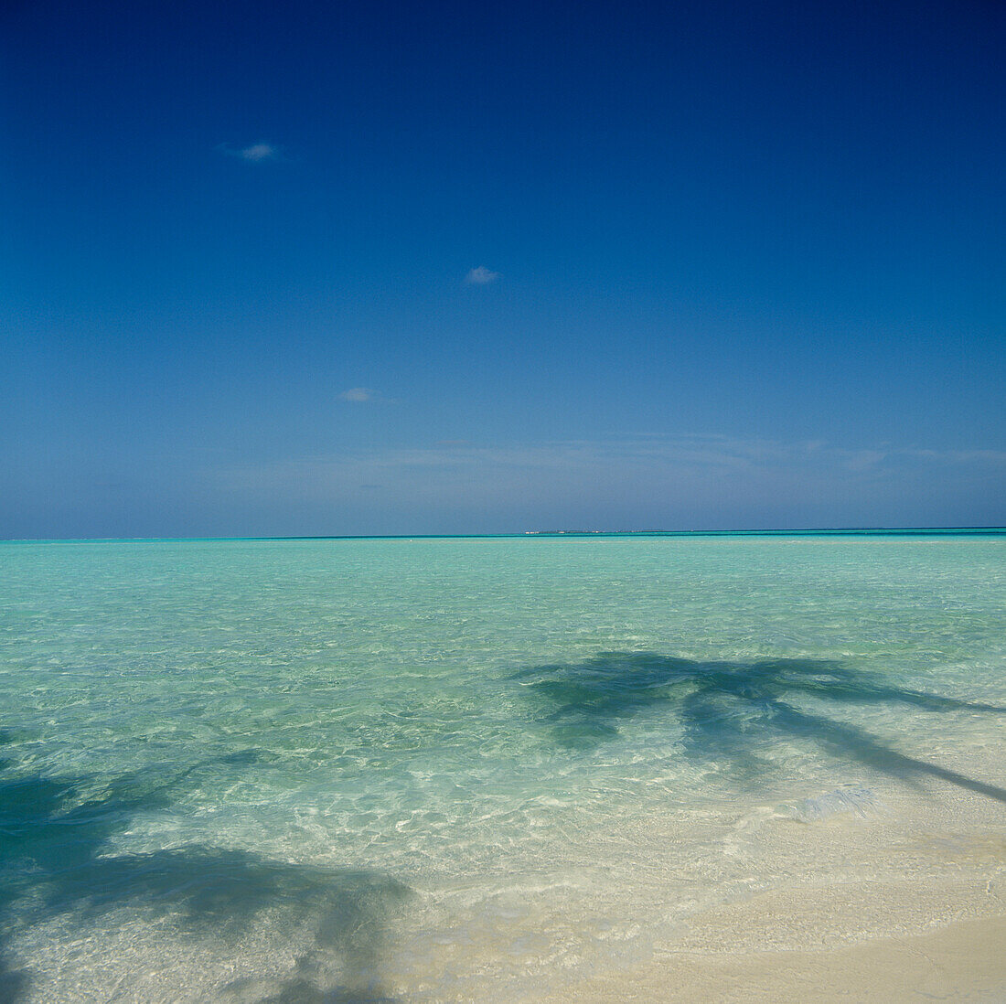 Palmenschatten am Strand