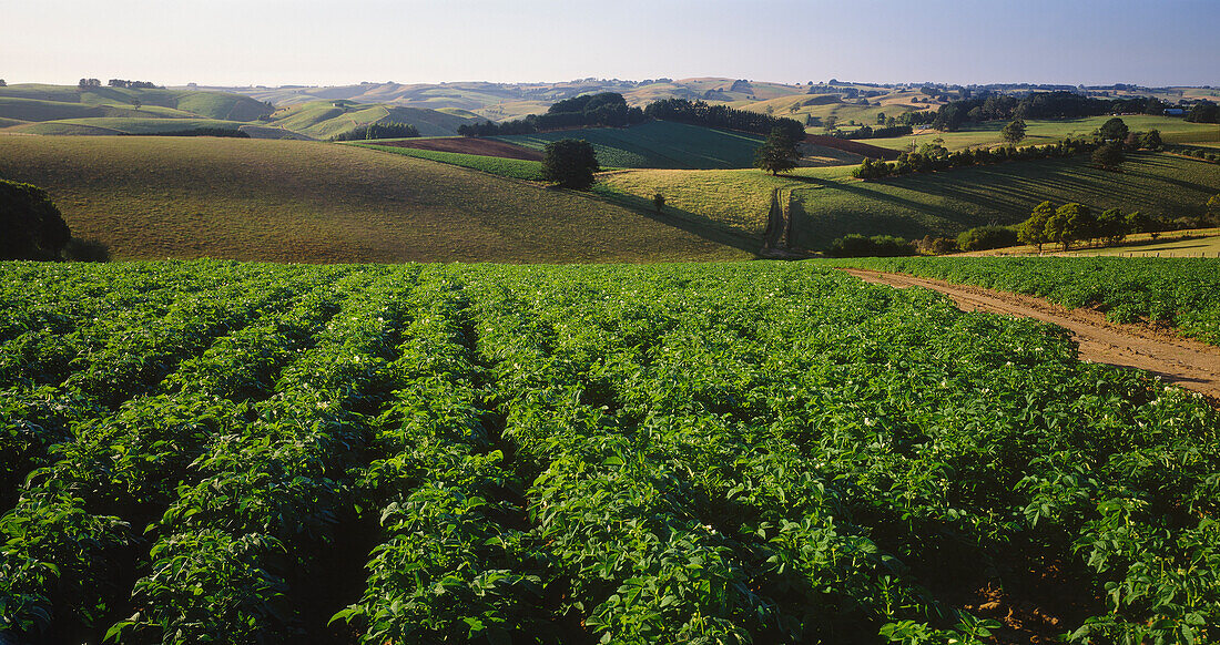 Potato Crop, Gippsland, Victoria, Australia