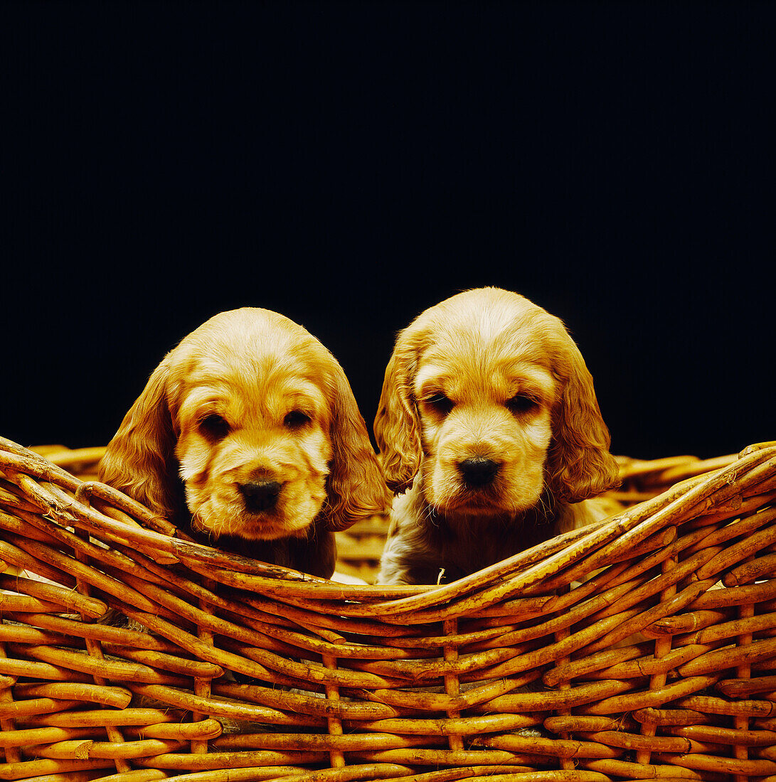 Two Cocker Spaniels Sitting in Basket