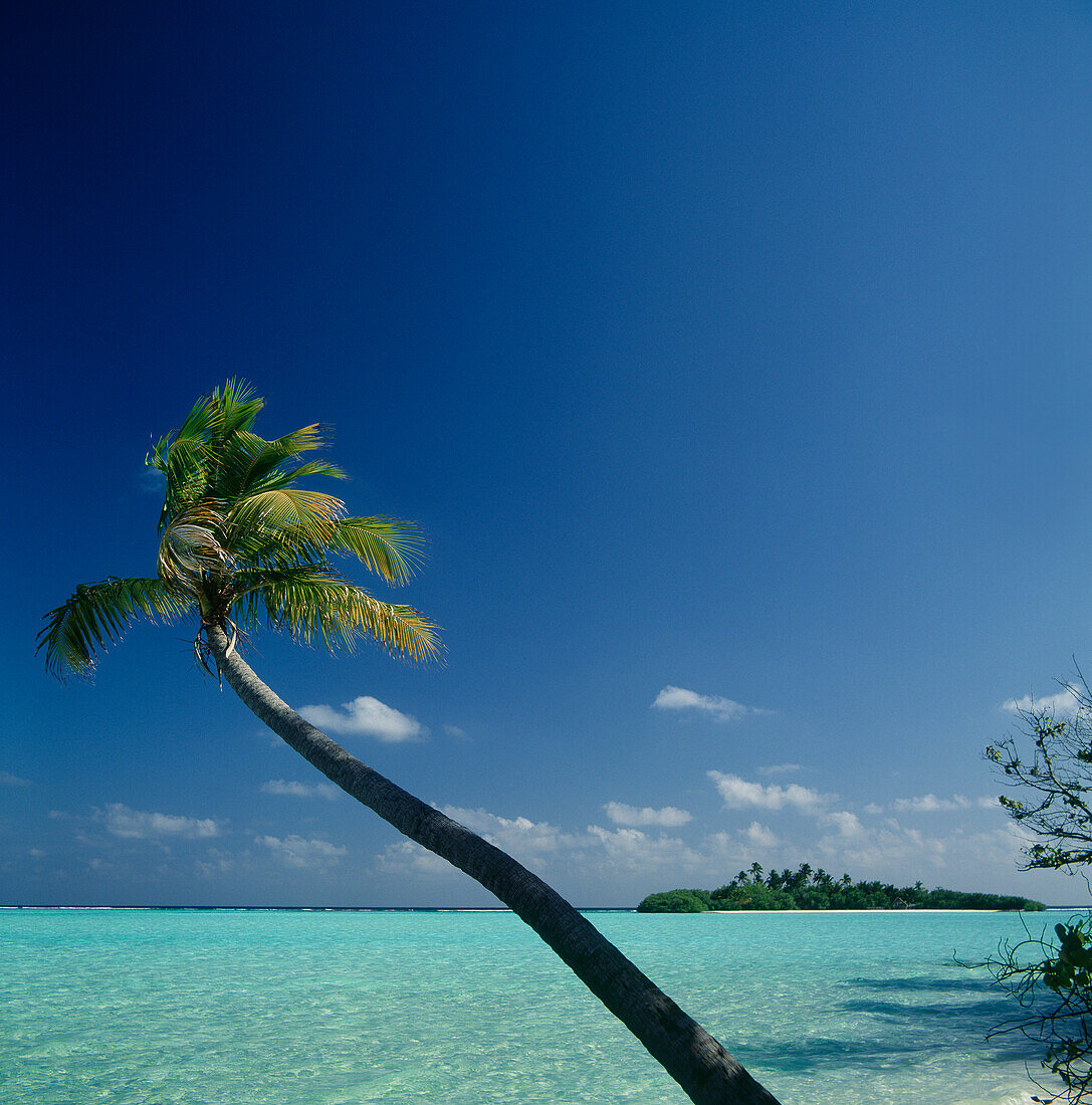 Palm Tree with Island in Distance