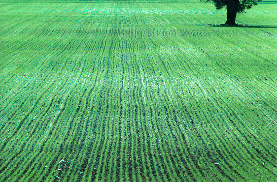 Wheat Crop just Sprouted, Australia