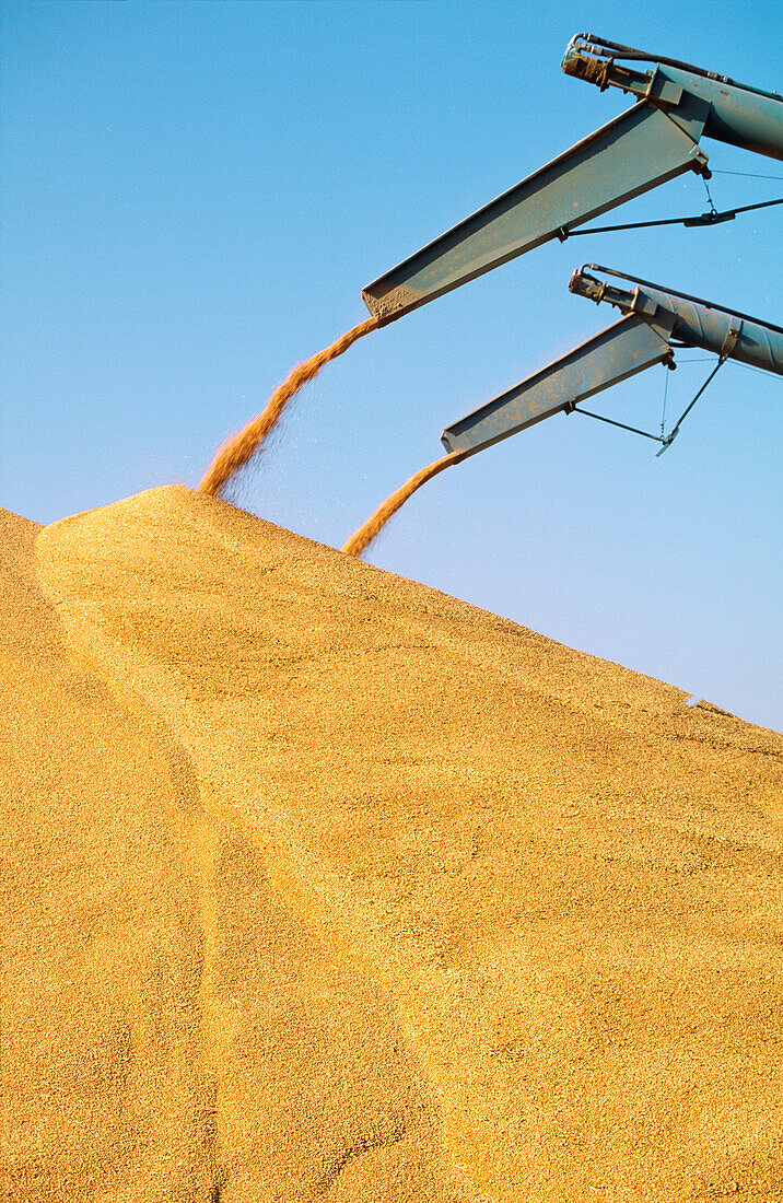 Harvested Wheat Piled into outdoor Bunker, Australia