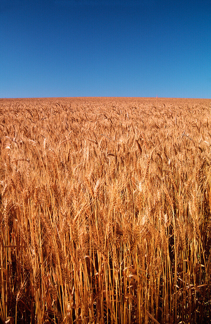 Wheat Crop Ready for Harvest, Australia