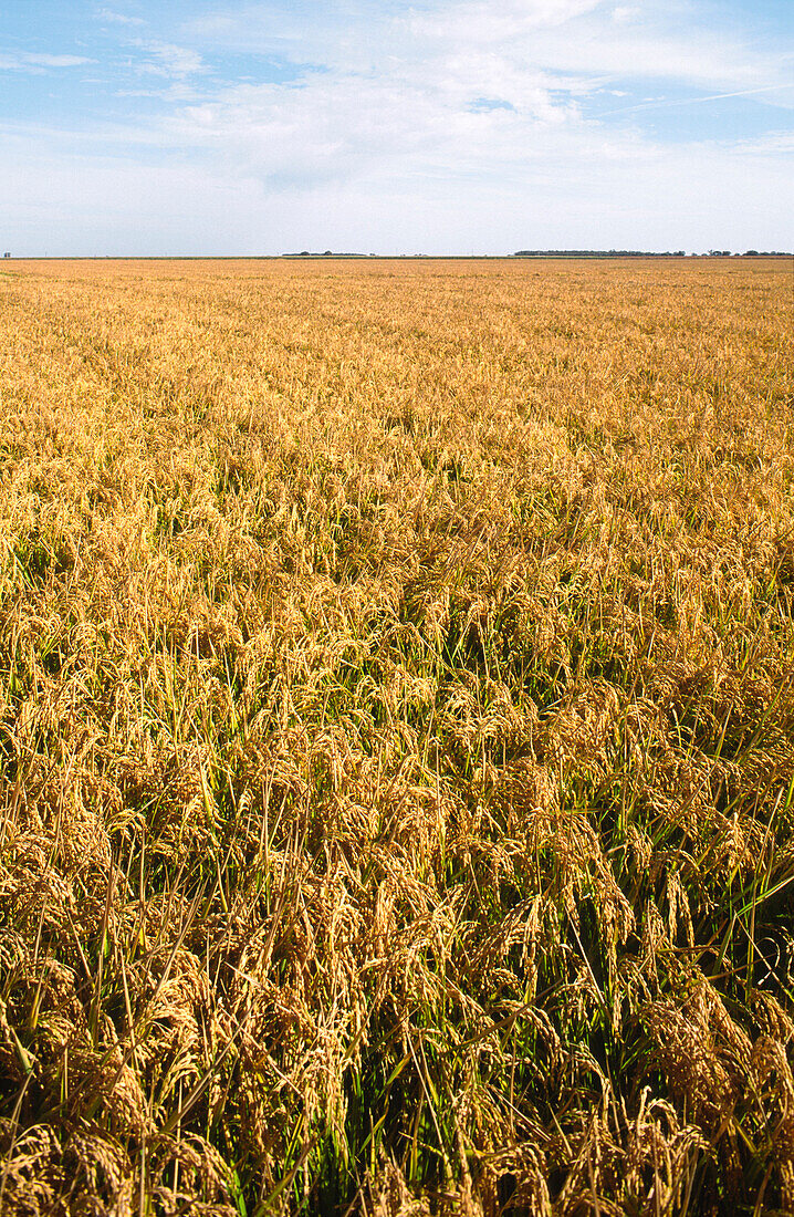 Erntefertige Weizenernte, Australien