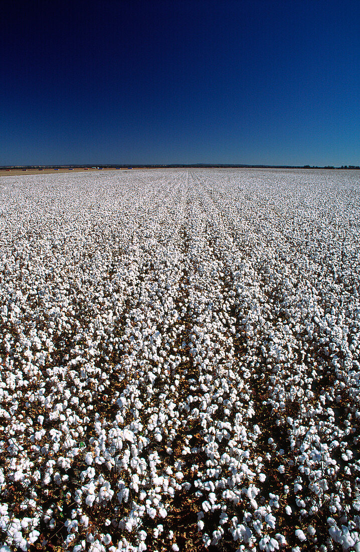 Cotton Crop, Australia