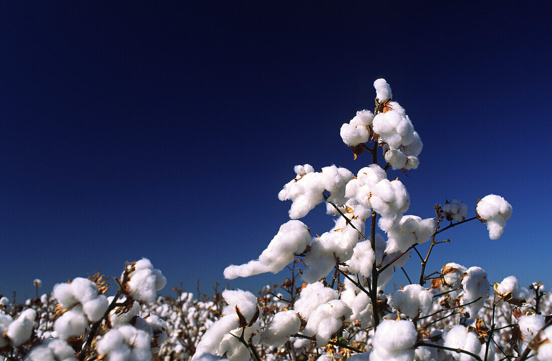 Close-up of Cotton Plant, Australia