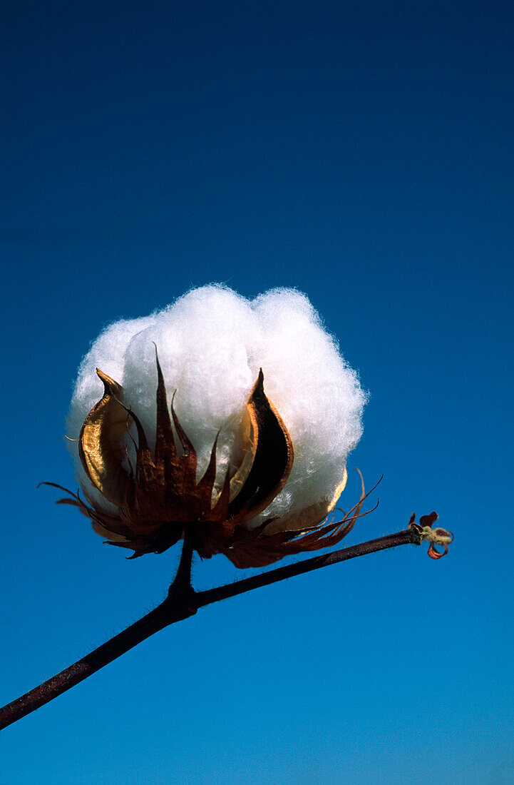 Close-up of Cotton Plant, Australia