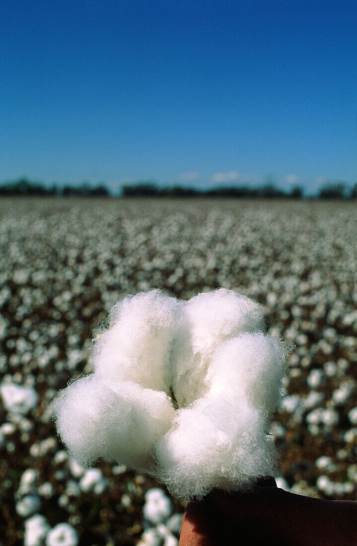 Close-up of Cotton Plant, Australia