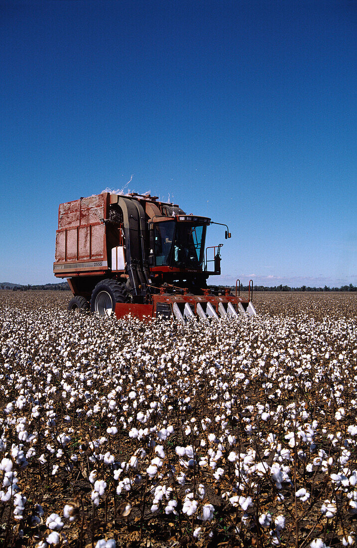 Baumwollernte, Australien