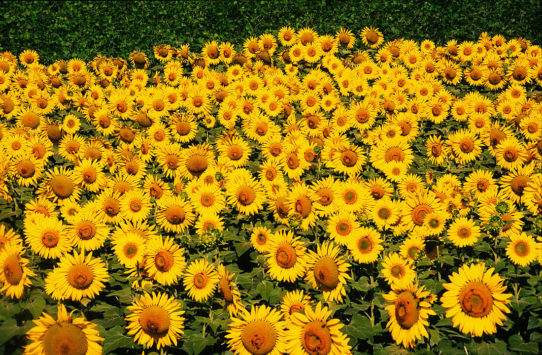 Sonnenblumenernte, Australien