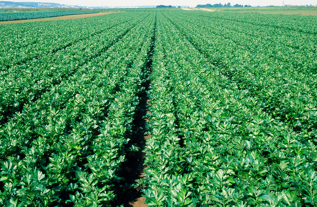 Celery Crop