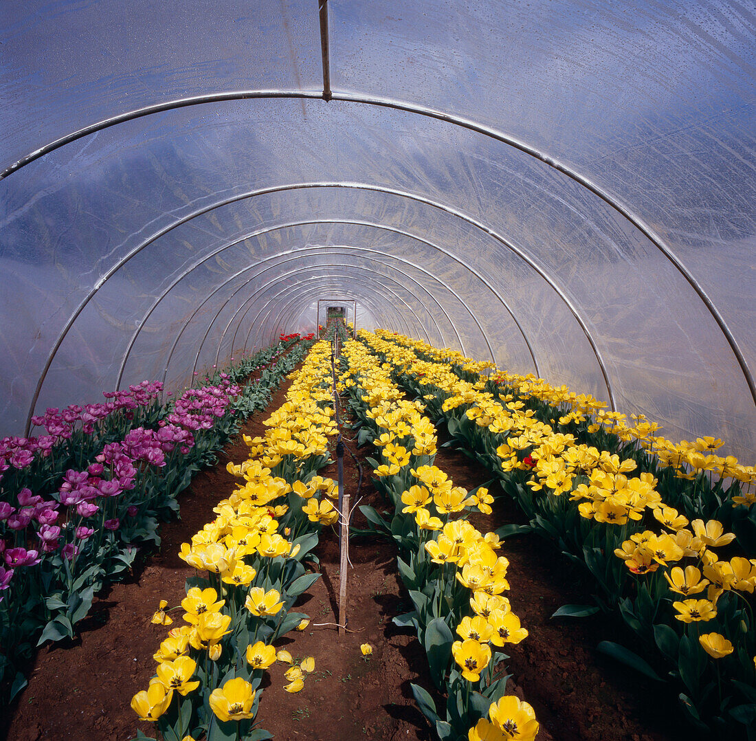 Wachsende Tulpen im Warmhaus