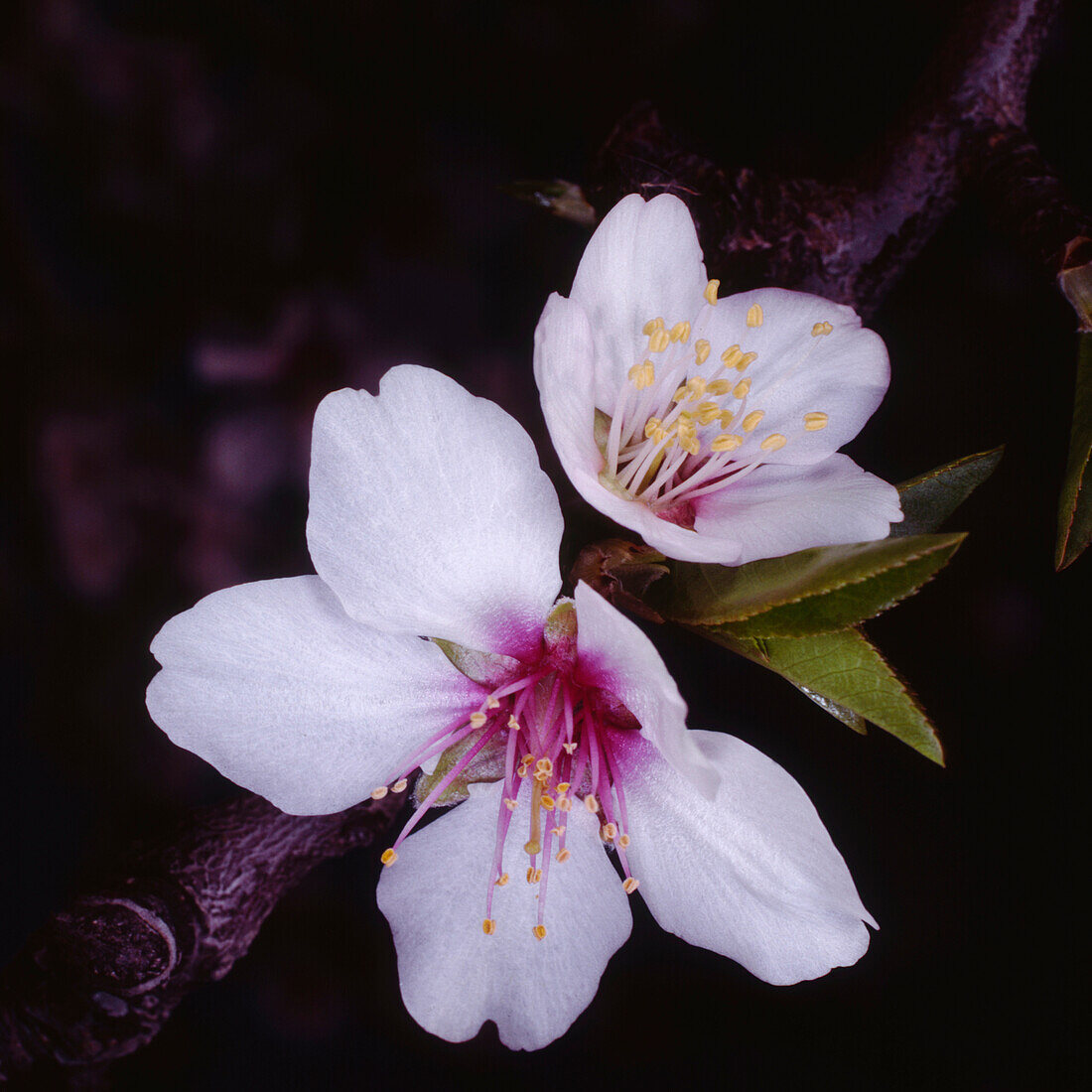 Nahaufnahme einer Apfelblüte