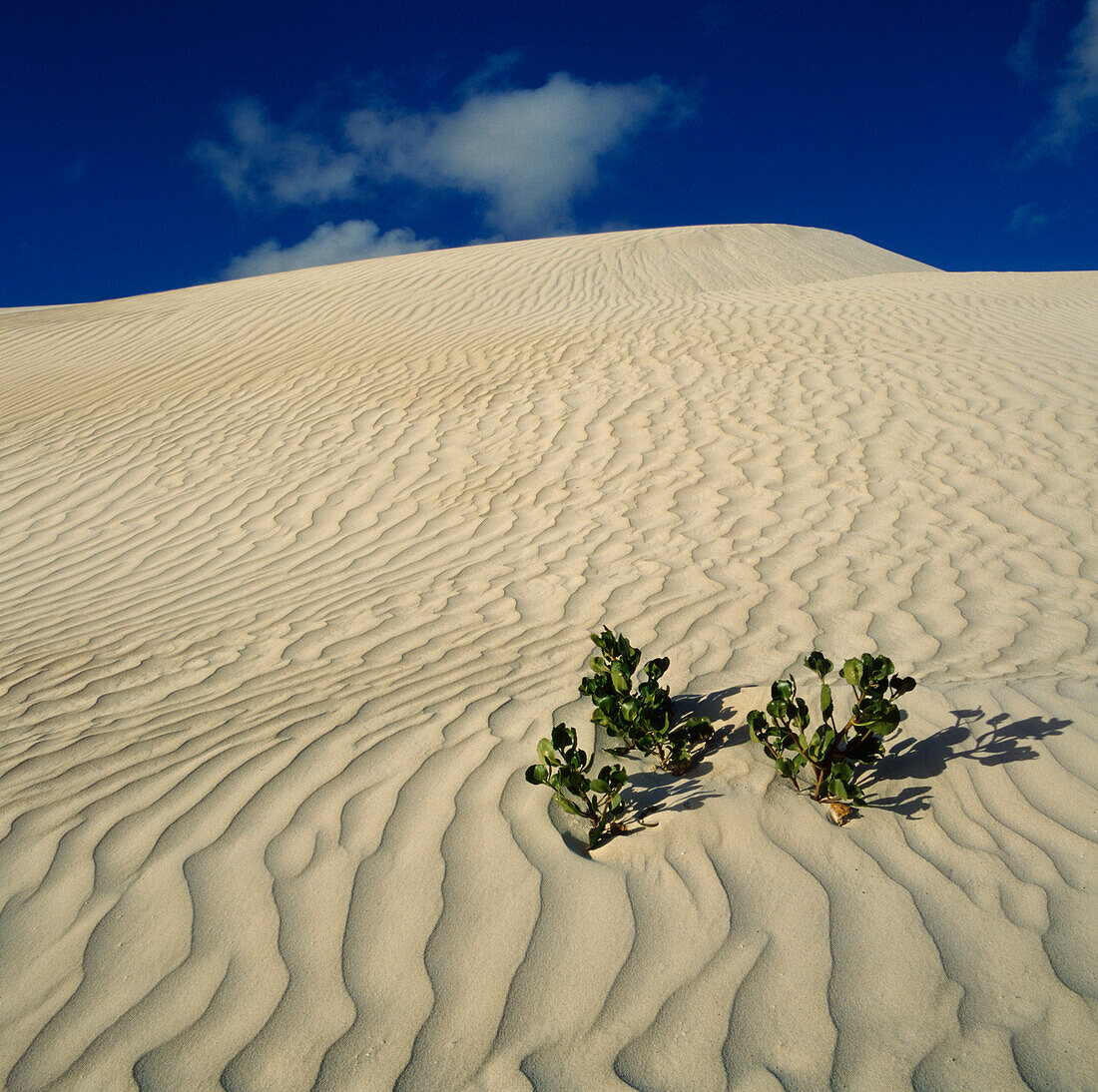 Plant Growing in Sand Dune, Nambung National Park, Australia