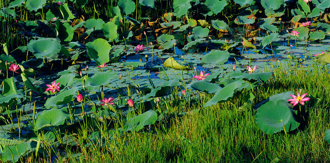 Water Lilies in Swamp, Kakadu National Park, Australia