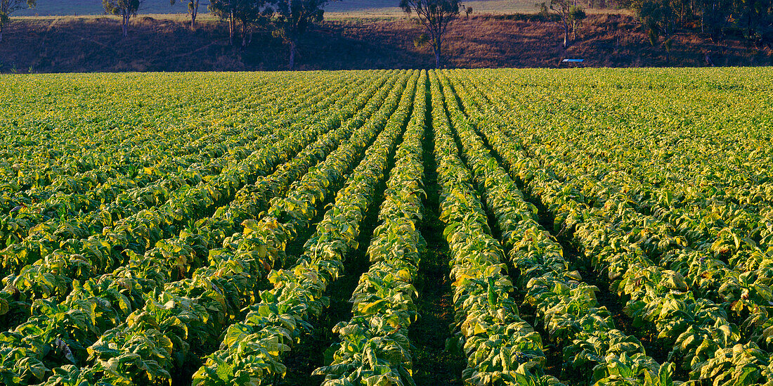 Tobacco Crop