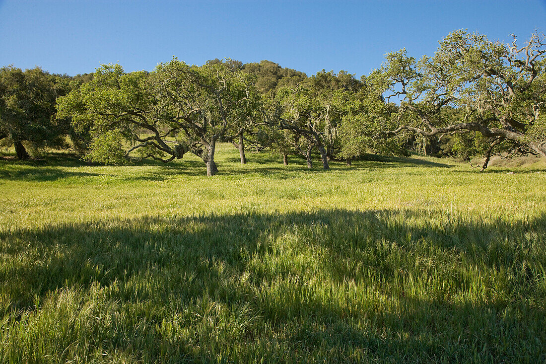 Scenic View of Field and Trees, Paso Roble, California, USA