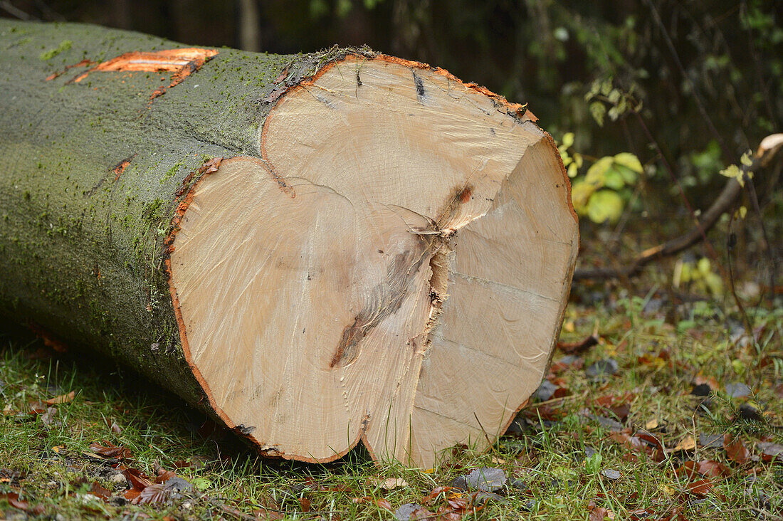 Rotbuche (Fagus sylvatica) Baumschnitt im Wald, Oberpfalz, Bayern, Deutschland