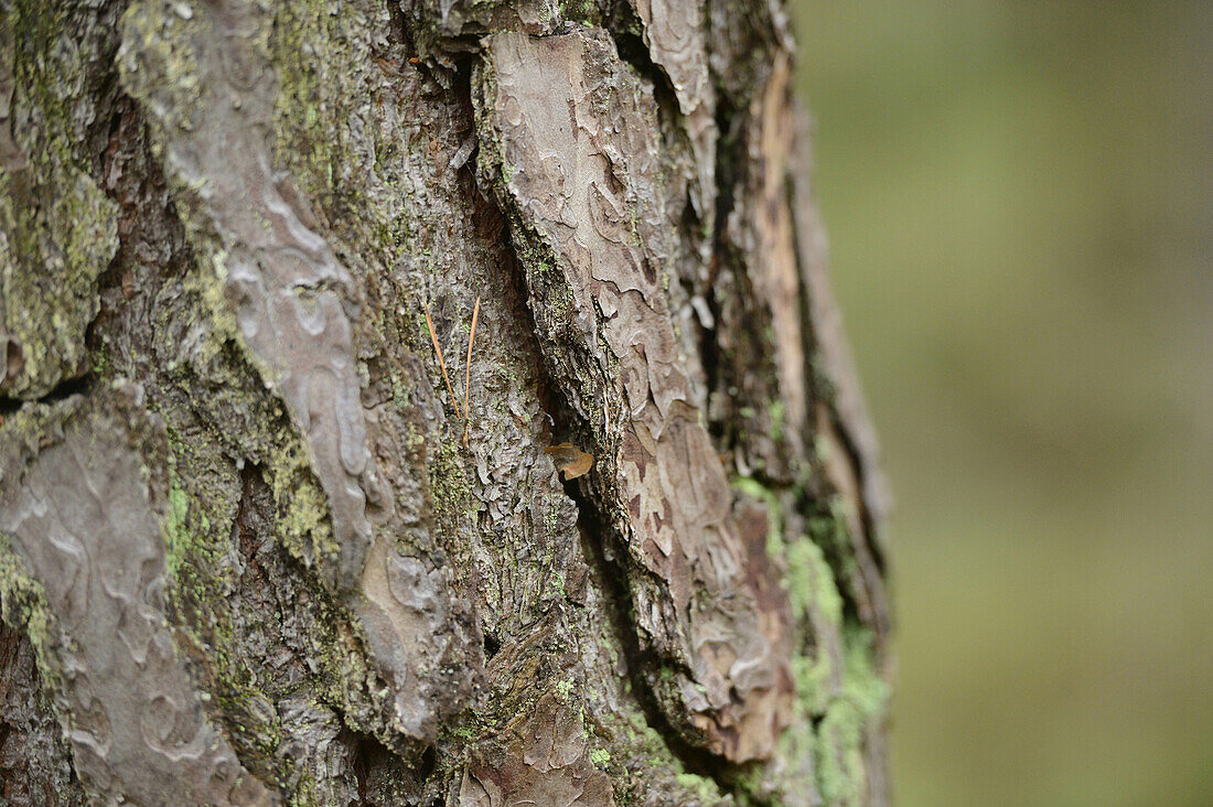 Nahaufnahme von Waldkiefer (Pinus sylvestris) Baumstamm, Neumarkt, Oberpfalz, Bayern, Deutschland